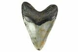 Fossil Megalodon Tooth - North Carolina #149404-1